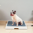 Baignoire Intelligente pour Animaux