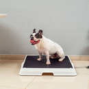Baignoire Intelligente pour Animaux