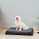 Baignoire Intelligente pour Animaux